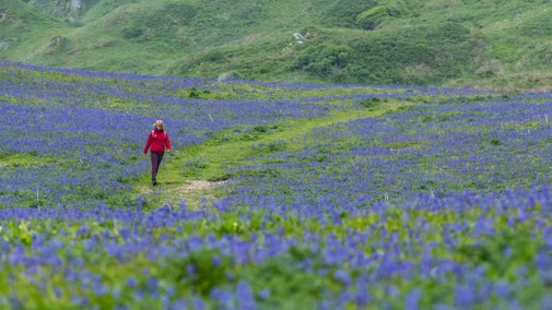 A person wearing a red jacket walks along a track through a field of bluebells at White Park Bay